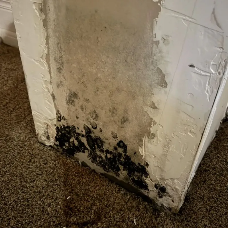 Professional Mold Removal in Benson County, ND